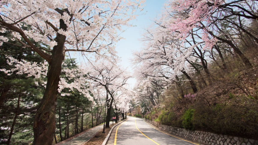 2025년 봄 여행 패키지 예약 완벽 가이드! 인기 여행지 & 혜택 총정리