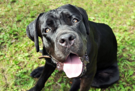 초원에서 혀를 내미는 이탈리안 코르소 도그.