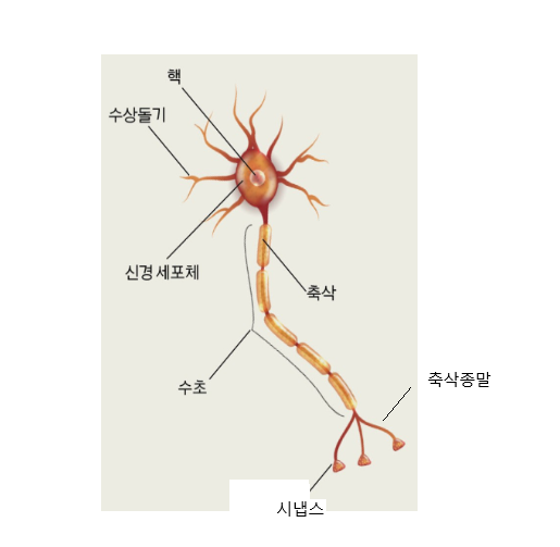 신경세포의구조