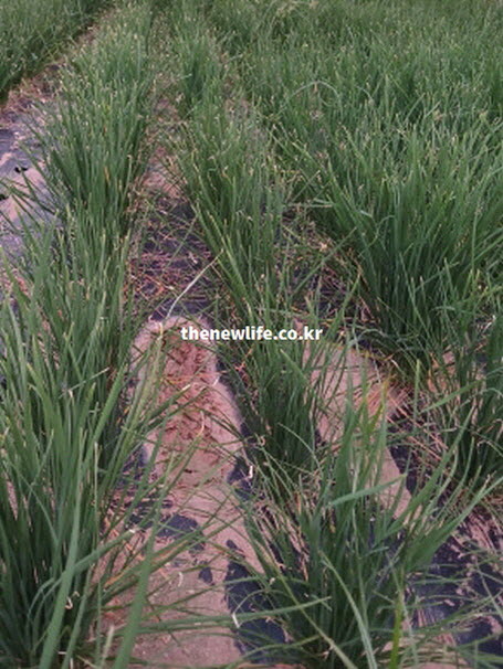 남성 스태미나 강화라는 부추 효능을 증명하는 생명력 넘치는 부추밭 현장 실사진