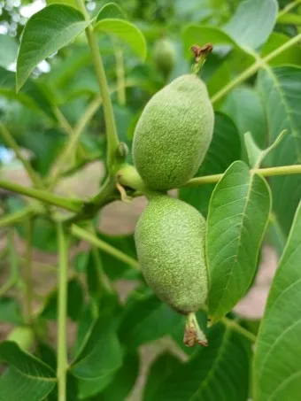 호두 효능 섭취량 칼로리_11