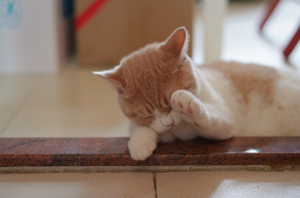 눈을 비비는 고양이