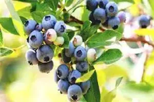 블루베리