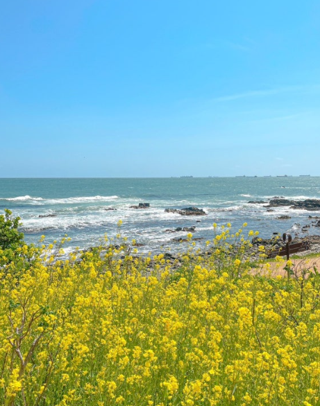 슬도 유채꽃 사진