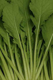 열무김치 맛있게 담그는법황금레시피