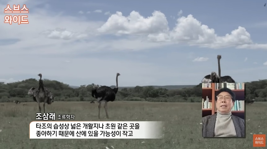 타조의 발견 가능성