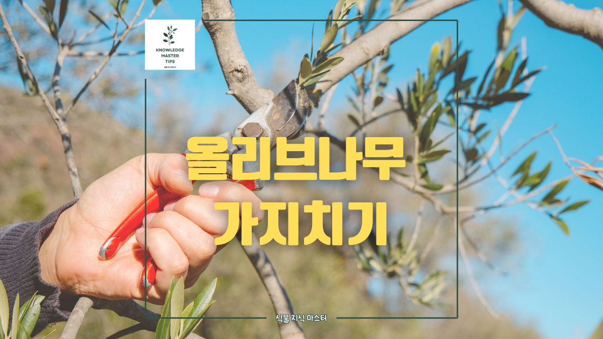 올리브나무 가지치기, 어떻게 왜 하는걸까요?