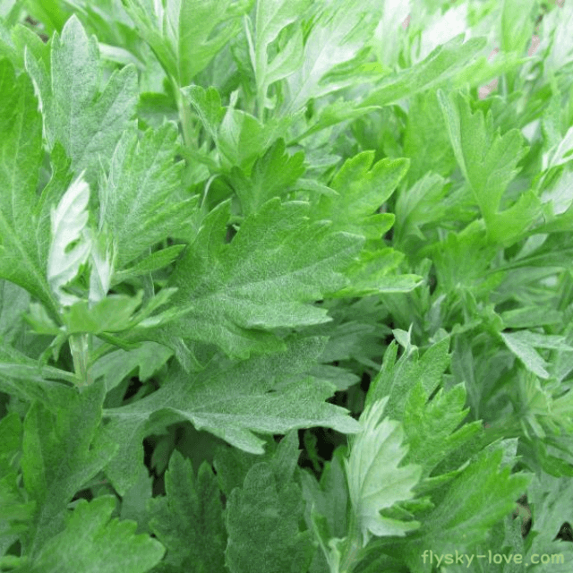 까실쑥부쟁이 효능