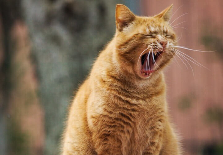 하품하는-고양이