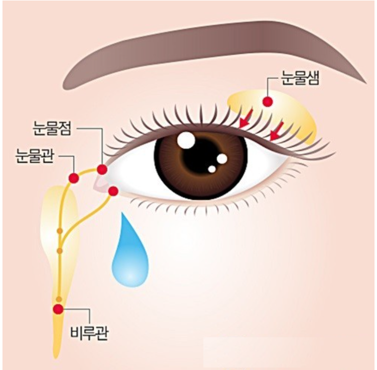 비루관-코눈물관