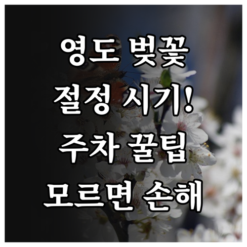영도 벚꽃 나들이 추천 시간대 개화 ..