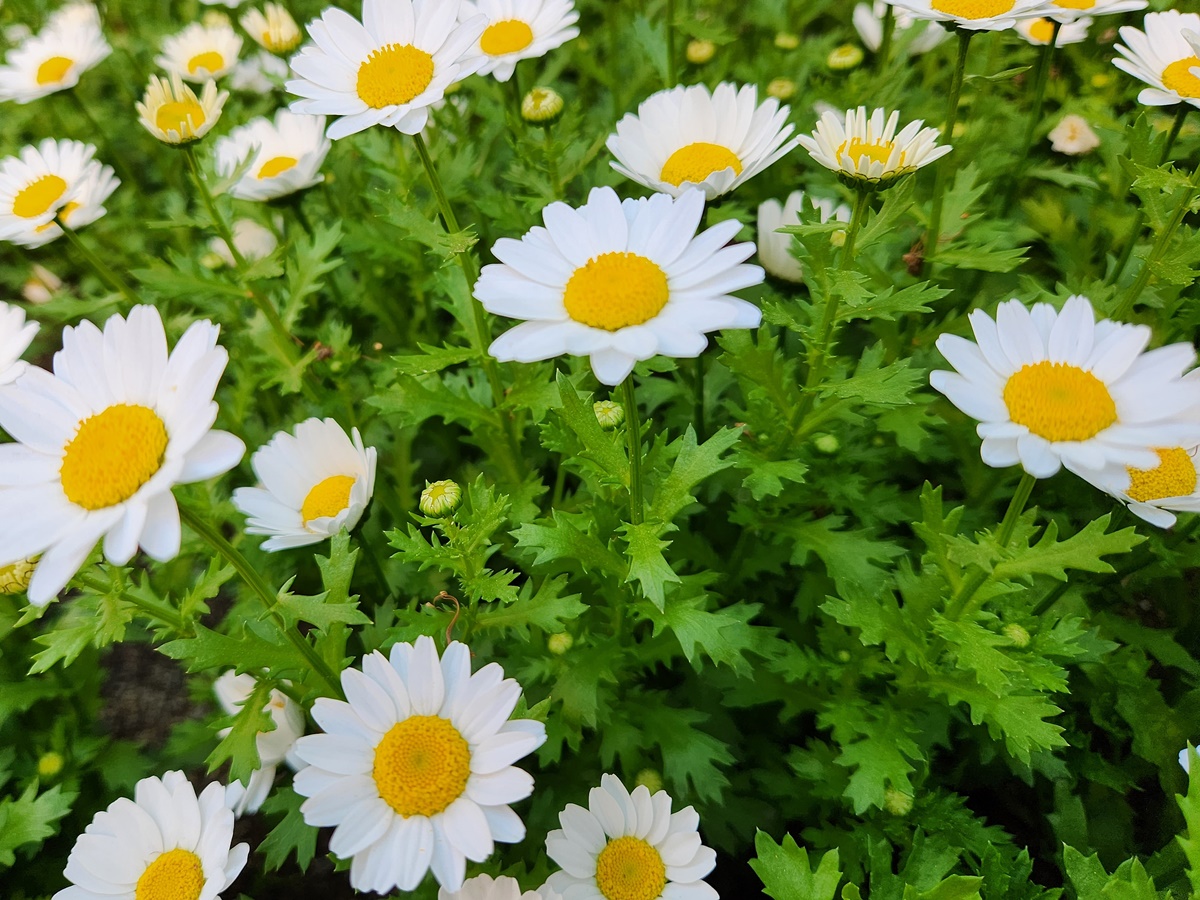 마가렛(미니마가렛)