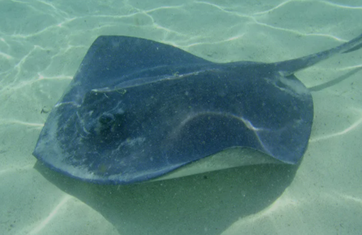 스팅레이(Stingray)