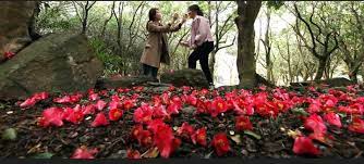 강진 백련사 동백축제 기본일정과 프로그램 소개