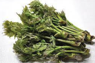 엄나무순 효능 가격 요리법 장아찌 담그는법 총정리(최신)