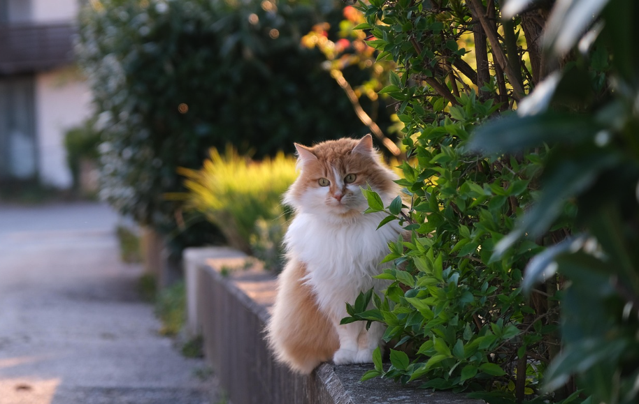 풀숲에 숨어서 볼래 쳐다보고 있는 고양이