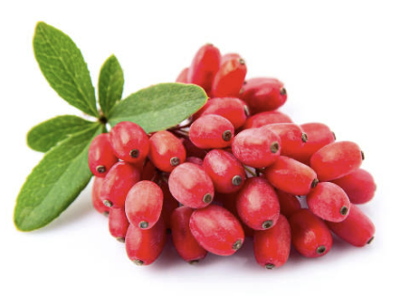 구기자 효능과 부작용 총정리