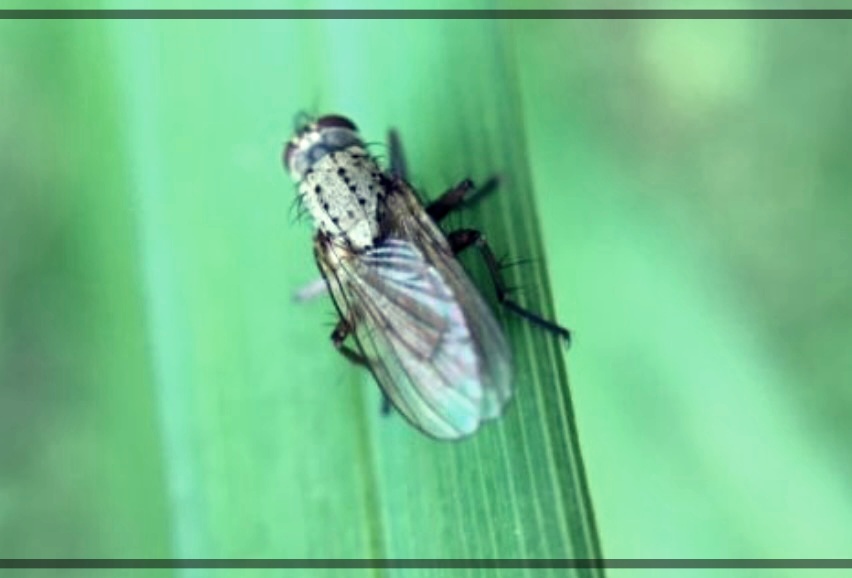 흡혈파리 이야기: 우리가 몰랐던 그들의 세계