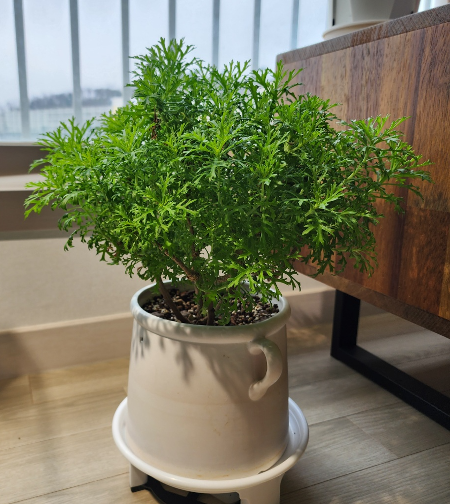 현재의 목마가렛