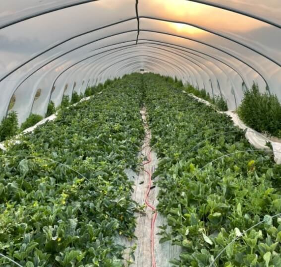 생방송투데이 이 주의 장바구니 경북 고령 쌍둥이메론농장 하미과 & 설향 멜론 주문방법 생방송투데이 3776회