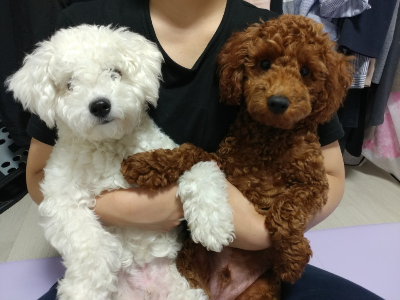 강아지와 함께 보내는 하루, 꼭 챙기는 생활 습관