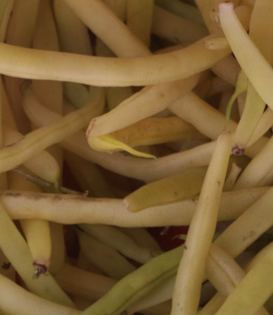 콩나물 효능 부작용 숙취 칼로리