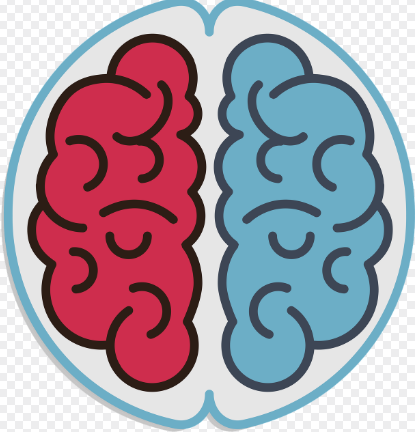🧠 “왼쪽 뇌는 논리, 오른쪽 뇌는 감성?”– 좌뇌/우뇌 이론에 대한 현대 과학의 반론