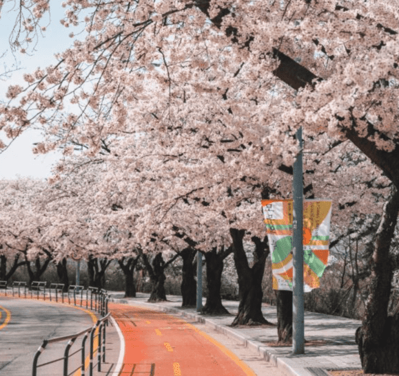 여의도 벚꽃축제 2024 실시간 개화현황 주차장 교통통제 일정보기