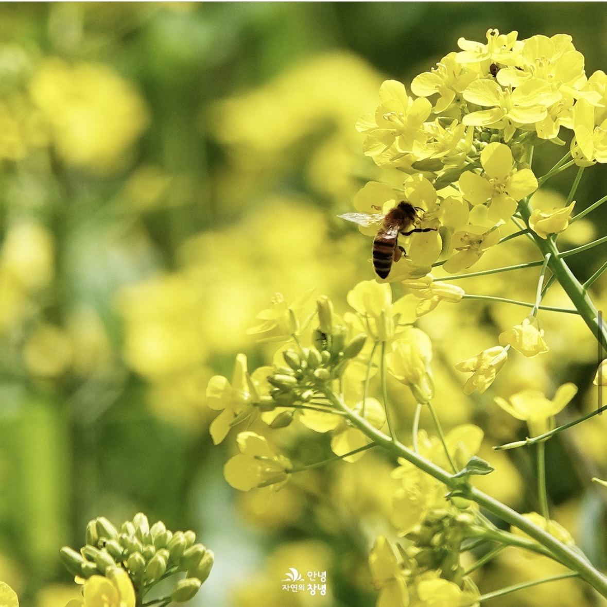 남지 유채꽃 축제 일정