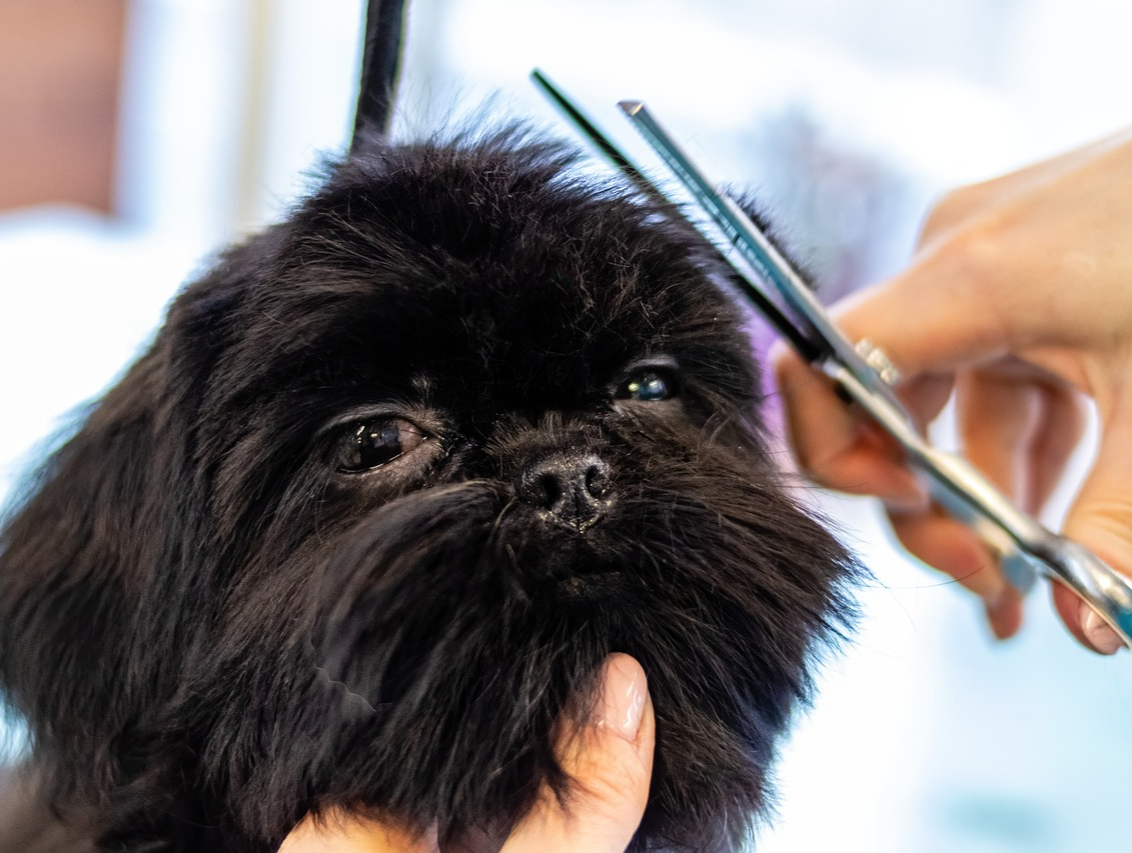 강아지 미용