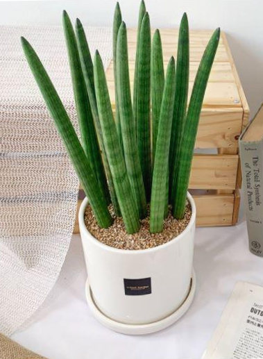 산세베리아 스투키