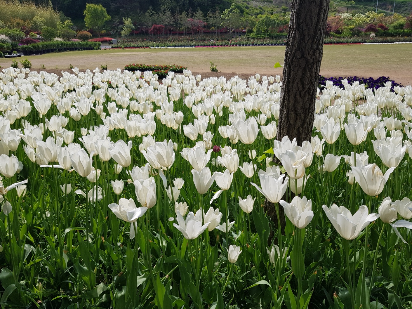 2026 벚꽃 개화시기 언제? 전국 명소 완벽 정리