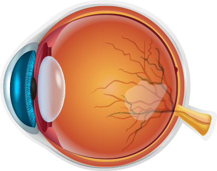 눈에 좋은 음식