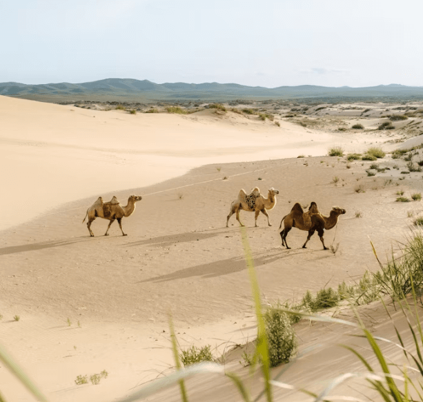 몽골 고비 사막 투어: 인생샷 코스 &숨겨진 명소