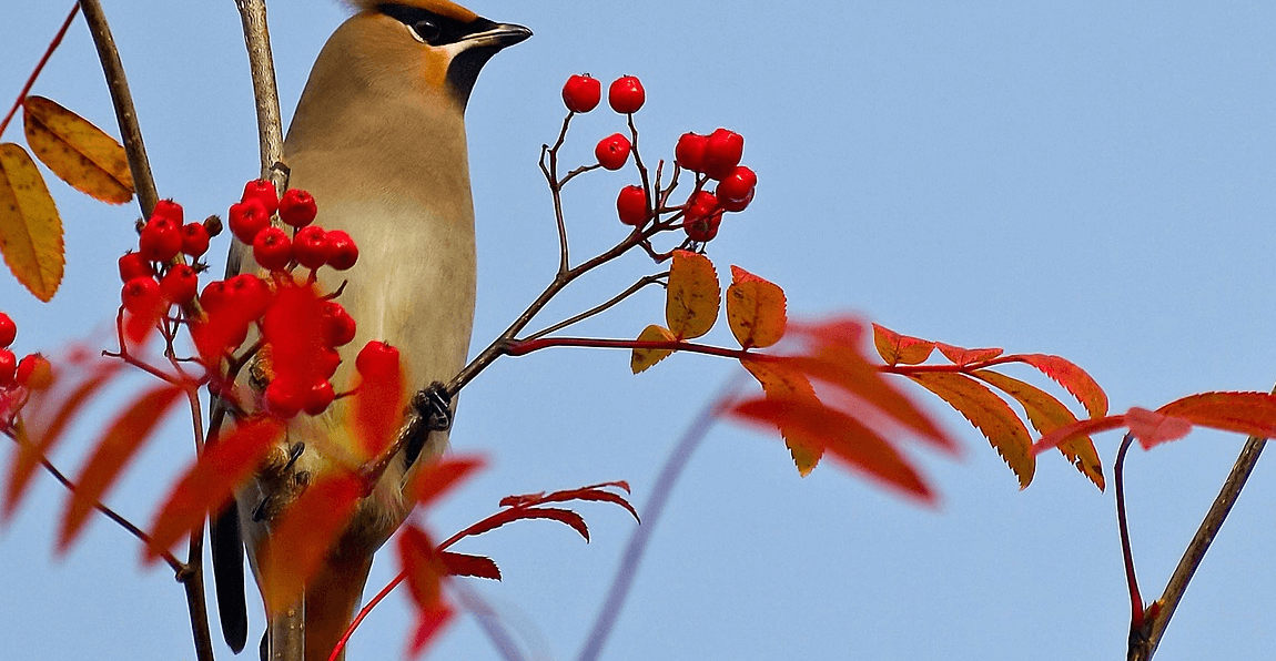 마가목 사진 - 22