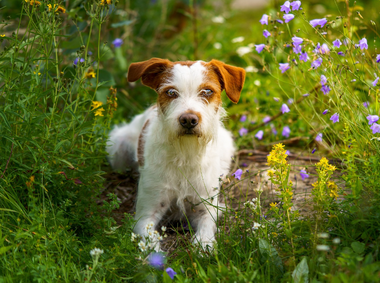 수의사가 추천하는 반려견 건강관리 루틴 사진