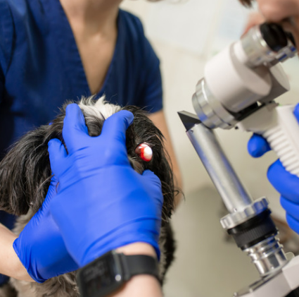 강아지 백내장 수술비용 현실은? 증상·예방법 보호자 가이드