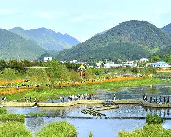 장성 황룡강 가을꽃축제_3