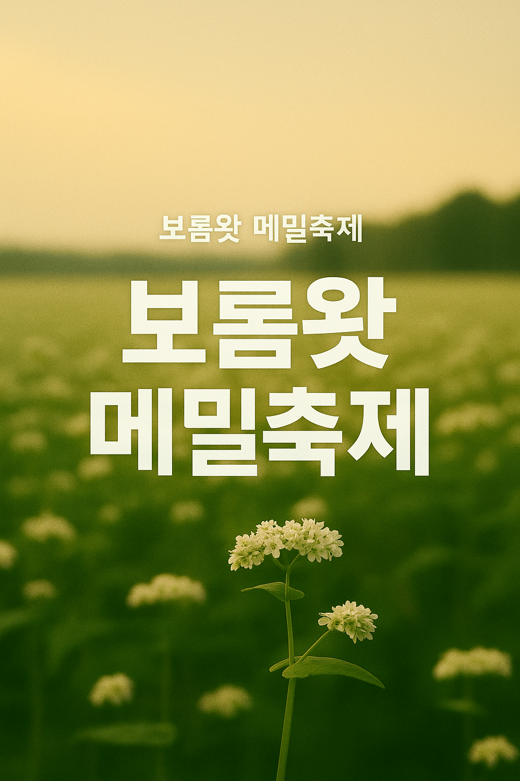 보롬왓 메밀축제