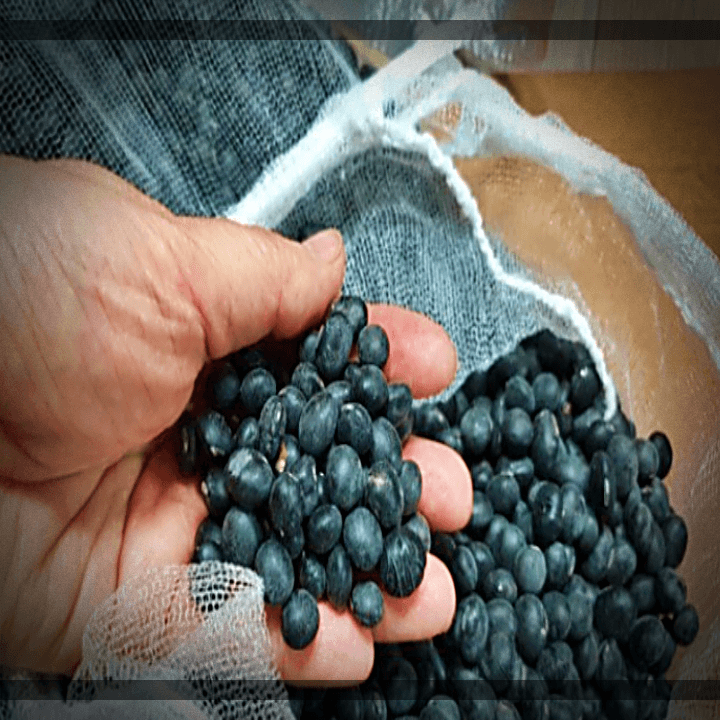 검은콩