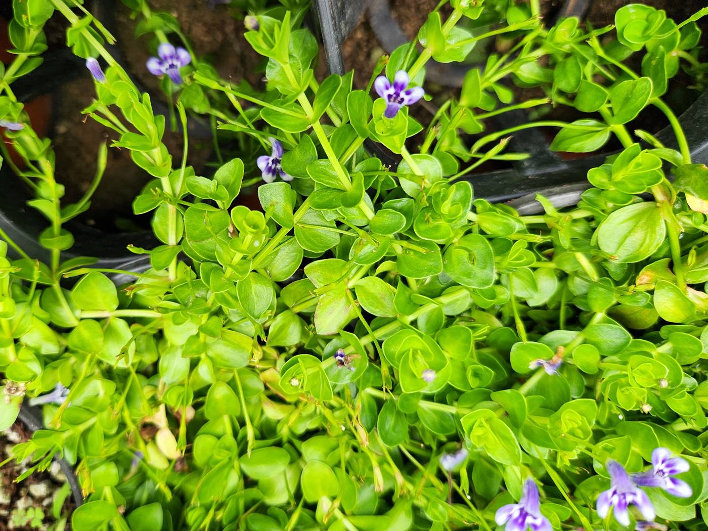 눈동자꽃(히도미)