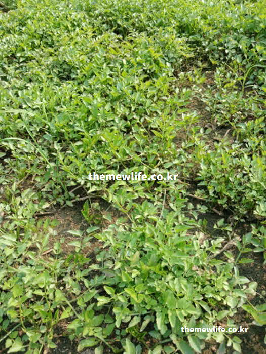 미나리 효능 부작용 습지