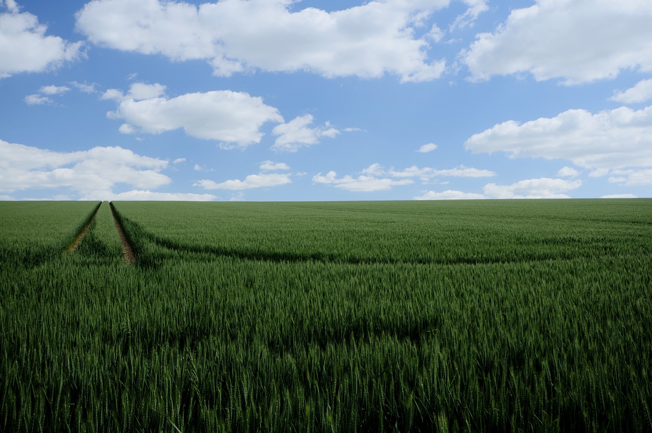 봄에 만나는 청보리밭의 풍경입니다