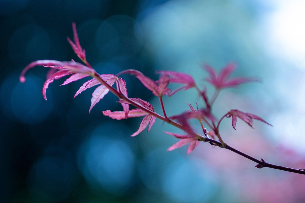 마삭줄