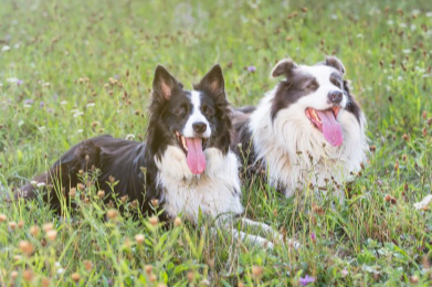보더콜리 두마리 사진
