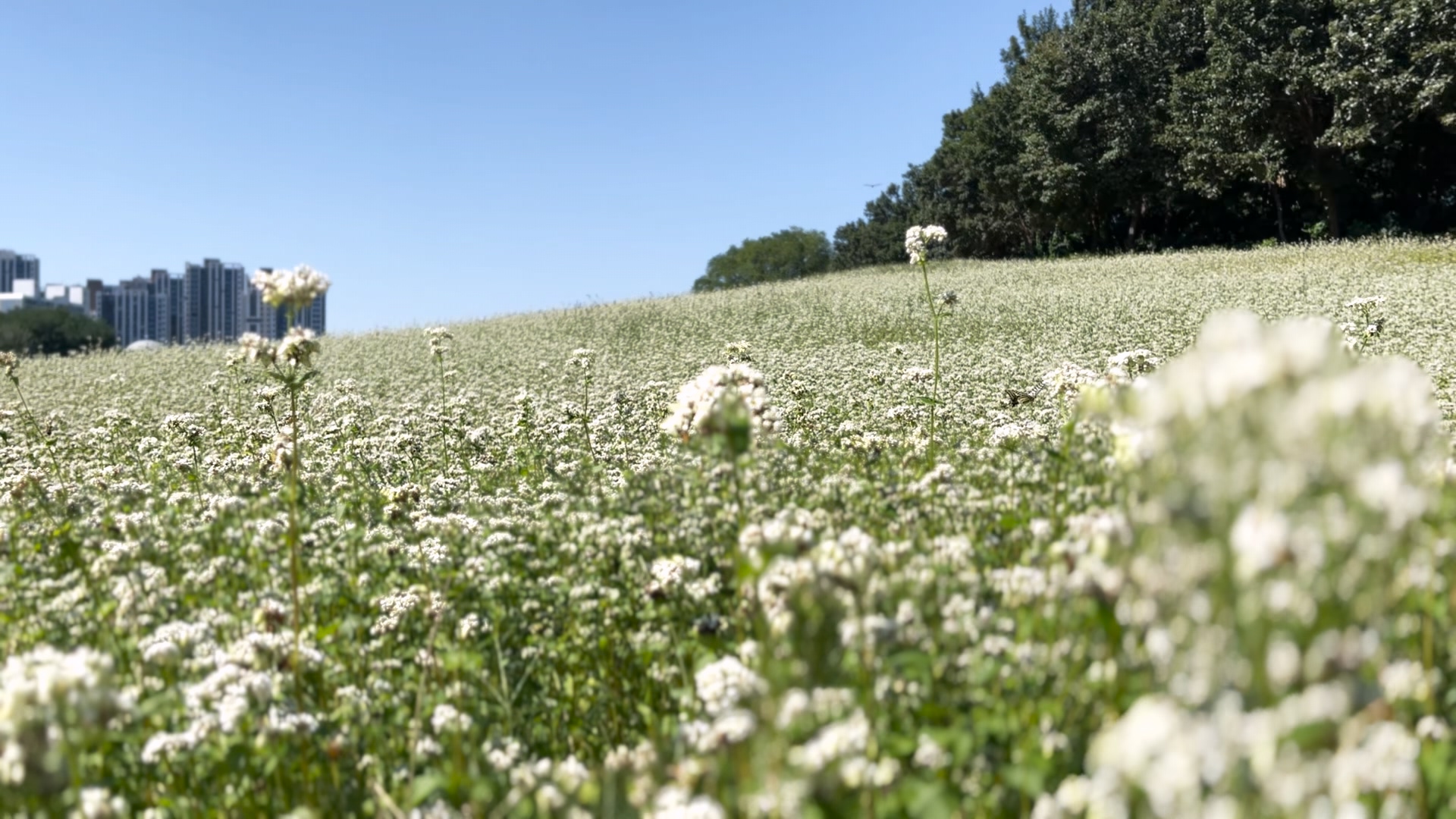 인천 선학동 메밀꽃