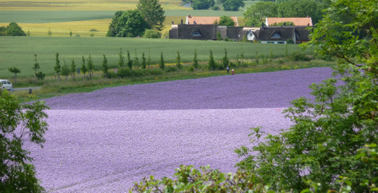 김수영 시 파밭 가에서 관련 이미지