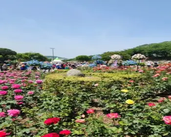 삼척 장미축제_10
