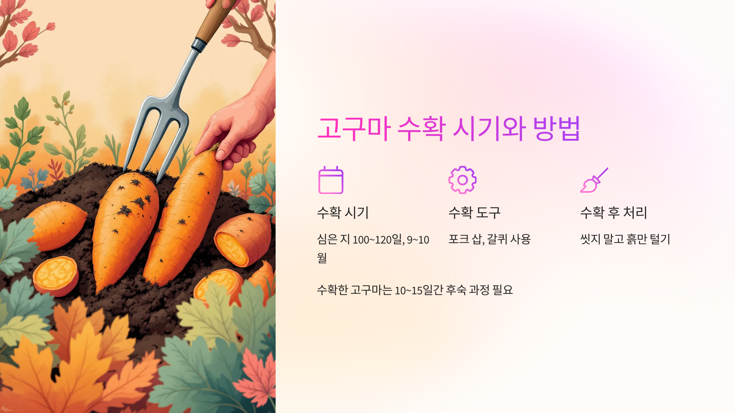 🌾 고구마 수확 시기와 방법