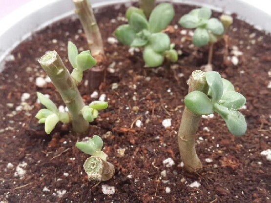 다육이 적심의 여러가지 방법